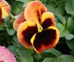 Pansy - Rose Blotch