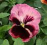 Pansy - Rose Blotch