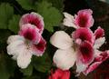 Pelargonium