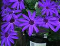 Pericallis - Senetti Deep Blue