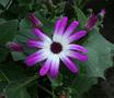 Pericallis - Senetti Patio Tub