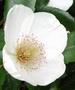 Eucryphia