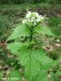 Garlic Mustard