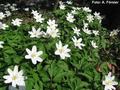 European Wood Anemone