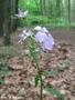 Coral Root