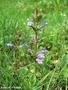 Ground Ivy