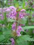 Spotted White Deadnettle