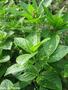 Dog's Mercury