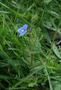 Germander Speedwell