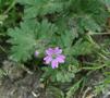 Dove's foot Crane's bill