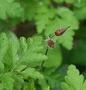 Herb Robert