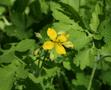 Greater Celandine