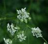 Cow Parsley