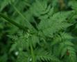 Cow Parsley