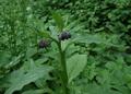 Common Comfrey