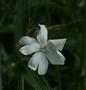 White Campion