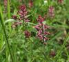 Common Fumitory