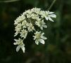 Hogweed