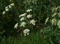 Hogweed