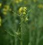 Hedge Mustard