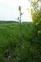 Hedge Mustard