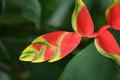 Beaked Heliconia