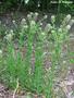 Field pepperweed