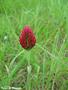 Crimson Clover