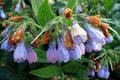 Comfrey