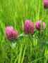 Red Clover