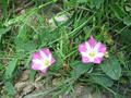 Field Bindweed