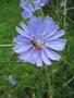 Common Chicory