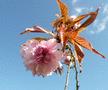 Weeping Cherry - Pendula