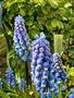 Grape Hyacinth