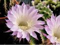 Echinopsis