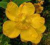 St Johns Wort - Hidcote