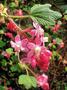 Flowering currant - Brocklebankii