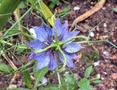 Love-in-a-Mist