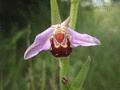 Bee Orchid