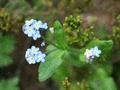 Forget-me-not