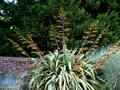 New Zealand Flax