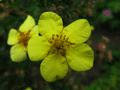 Shrubby Cinquefoil - Goldfinger