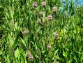 Teasel