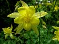 Aquilegia