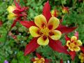 Aquilegia