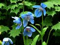 Himalayan blue poppy