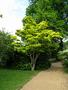 Japanese Maple - Aureum