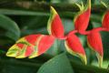 Beaked Heliconia