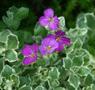 Aubrieta - Argenteovariegata