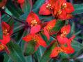 Euphorbia - Fireglow
